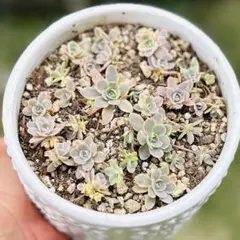 多肉植物 ちょいレア♪月錦♡抜き苗 超レア 多肉植物 月女神錦 2〜3頭 群生 るる農園 11センチ鉢