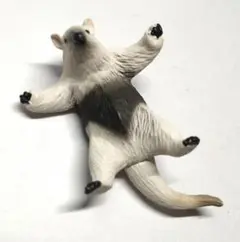 アニア コアリクイ