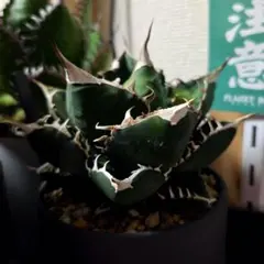 2026年最新】agave sadの人気アイテム - メルカリ