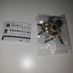 有毒危険動物大全 メキシカンレッドニータランチュラ