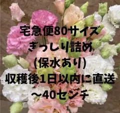 ［そら］8/16発送ケイトウMIX長さ50㎝ 100サイズぎっしり詰め そら様専用］8/16発送ケイトウMIX長さ50㎝ 100サイズぎっしり詰め