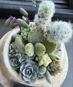 多肉植物 寄せ植えセット ふわふわ系多め