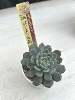 2025年最新】おらいさんの人気アイテム - メルカリ