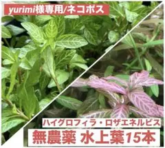 ハイグロフィラ・ロザエネルビス 無農薬 水上葉15本☘️