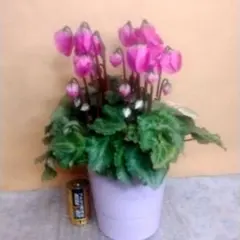 ☆くうちゃん☆様 リクエスト 2点 まとめ商品