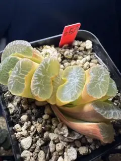 89a 多肉植物 ハオルチア 虎実生苗 自家繁殖 鉢植え発送 - メルカリ