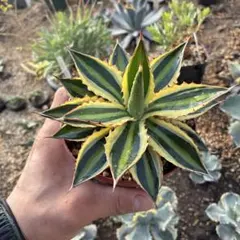 2026年最新】五色萬代の人気アイテム - メルカリ