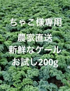 【新鮮直送】カーリーケール 200g（福岡県糸島産・あおぞら農園）のサムネイル