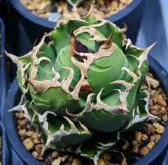 2025年最新】魔丸 アガベの人気アイテム - メルカリ