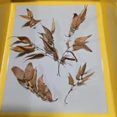 イチロー73様 リクエスト 2点 まとめ商品