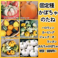 2025年最新】観賞用ミニカボチャの人気アイテム - メルカリ
