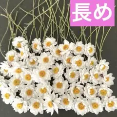 長めの茎付き☆花かんざしドライフラワー40本 No.44
