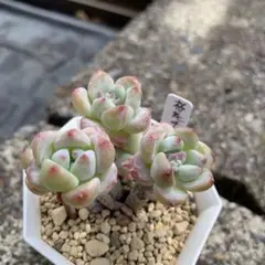 みかんかん様 リクエスト 3点 まとめ商品