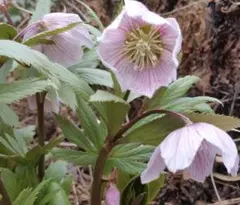 2025年最新】チベタヌス クリスマスローズの人気アイテム - メルカリ