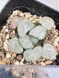 R*n様 ハオルチア　天照発根中