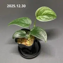 2025年最新】scindapsus スキンダプサスの人気アイテム - メルカリ