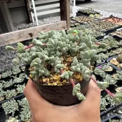 kase様 リクエスト 2点 まとめ商品