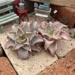 2025年最新】レッドマディバの人気アイテム - メルカリ