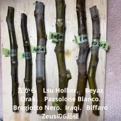 2026年最新】苗木・植木 果樹の人気アイテム - メルカリ