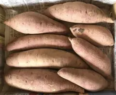 【農薬不使用】紅はるか　S〜Lサイズ　1.3〜1.4kg（箱込）No.32