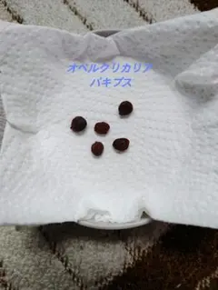 オペルクリカリア・パキプス 種子5コのサムネイル