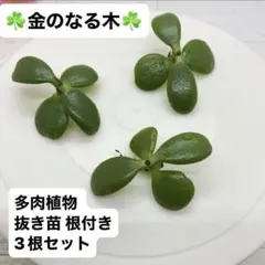 【多肉植物】金のなる木 多肉植物 抜き苗 3個セット 観葉植物 ぬき苗 根付きのサムネイル