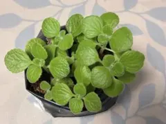アロマティカス ハーブ ミント 多肉植物 観葉植物