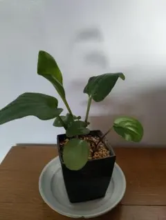 Bucephalandra sp.