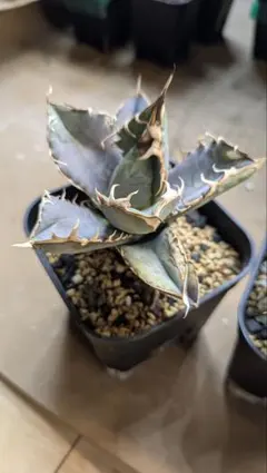 2026年最新】オアハカ 実生の人気アイテム - メルカリ