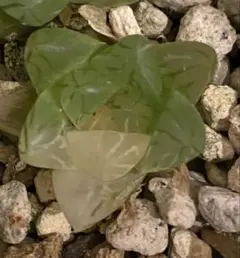 v*l様 ハオルチア　オブツーサ錦