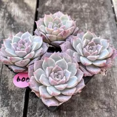 MY FIRST ♪̊̈♪̆̈♪̊̈様 リクエスト 5点 まとめ商品