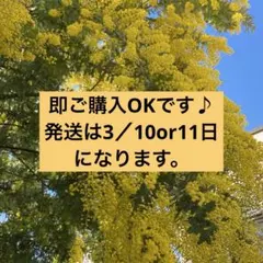 銀葉アカシア　フレッシュ　❶