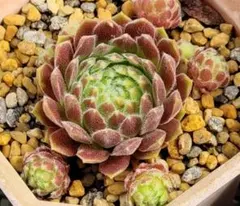多肉植物 センペルビウム パシフィックグリーンローズ No.21【青