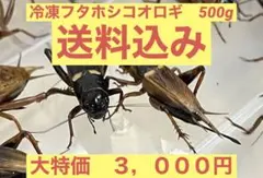 清潔コオロギ　2kg 2.0〜2.5cm多め　冷凍コオロギ 冷凍フタホシML 約130匹100g 冷凍コオロギ | 冷凍コオロギ通販