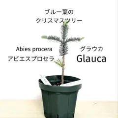 2026年最新】もみの木 苗木の人気アイテム - メルカリ