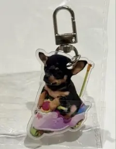 黒いチワワ　チワワ アクリルキーホルダー　記念　ペット