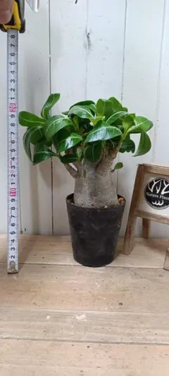 F023 [냄비 포함!]엄선했습니다!아름다운 머리가 많아요!아데늄 아라비컴 드워프