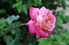 ハイウエスト深ばき美形ショーツお腹まで包む ショーツ【4枚セット】