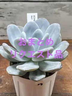 tococo様 リクエスト 3点 まとめ商品