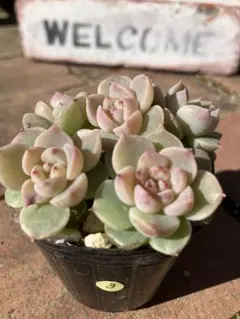 Towa様 リクエスト 2点 まとめ商品