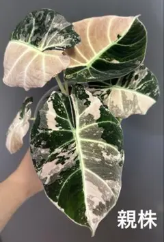 2026年最新】斑入り アロカシア の人気アイテム - メルカリ