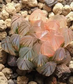 多肉植物 ハオルチア OB-1オブツーサ錦 鮮明錦 極上斑 - メルカリ