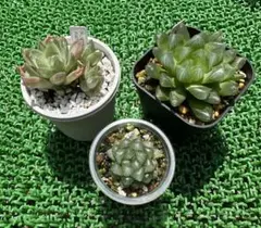 【7/21(月)まで】引越しセール ハオルチア 3種セット