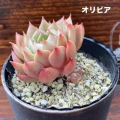 多肉植物　オリビア