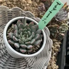 2025年最新】ザラゴーサSPノバ おらいさんの人気アイテム - メルカリ