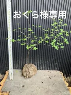 山野草 白花ヨウラクツツジ - メルカリ