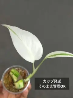 c1】斑入りモンステラ ホワイトタイガー トップカット茎 成長点2つ
