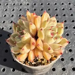 Fruitpannacotta様 リクエスト 2点 まとめ商品