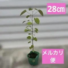 2026年最新】桂二葉 グッズの人気アイテム - メルカリ