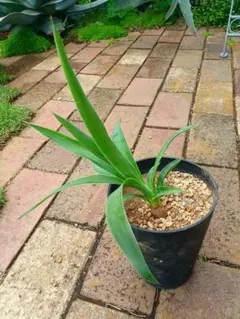 耐寒性ヤシシュロの木2株植え◇南国リゾート西海岸ドライガーデン